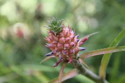 Close-up of red flowering plant