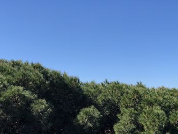 Low angle view of trees against clear blue sky