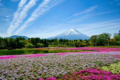 Scenic view of pink flowering plants on field against sky