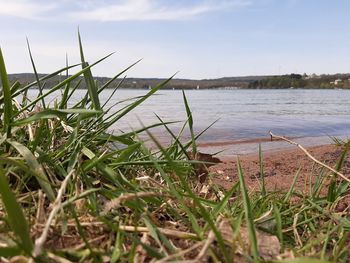 Grass growing on beach against sky