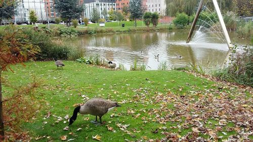 Ducks on tree by lake