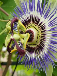 Close-up of purple flowering plant