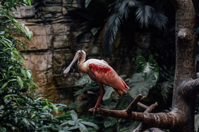 Bird perching on a tree