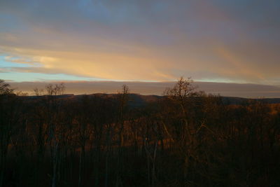 Plants growing on land against sky during sunset