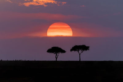 Scenics sunset with trees and wildlife on the savanna