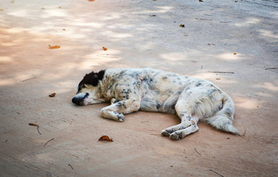 High angle view of a dog sleeping on floor