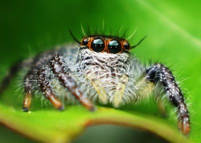 Close-up of insect on leaf