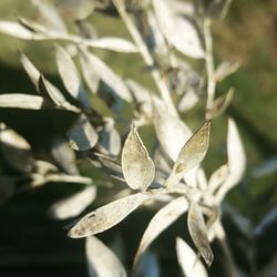 Close-up of flower