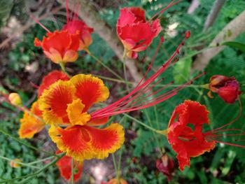 Close-up of red flowering plant