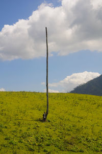 Horse on field against sky