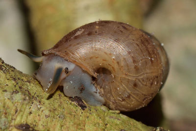 Close-up of snail