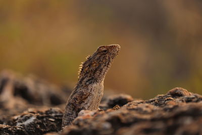 Close-up of lizard on rock