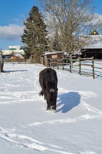 Pony on snow covered land