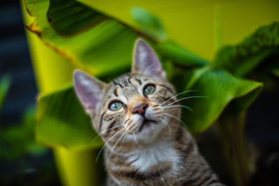 Close-up portrait of a cat