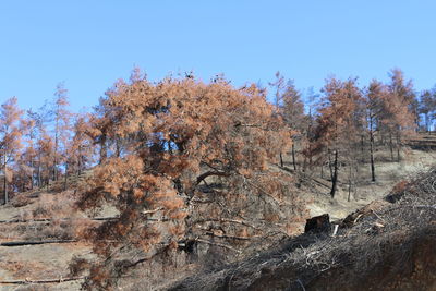 Trees against clear blue sky