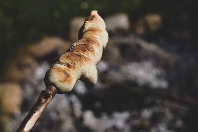 Close-up of mushroom growing on tree