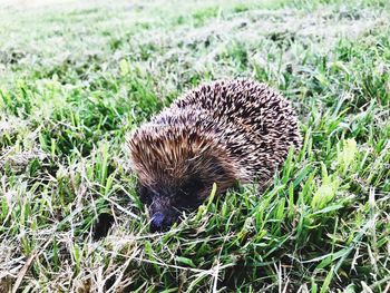 Close-up of an animal on grass