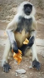 Full frame shot of dog eating food