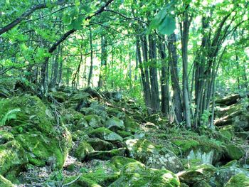 Trees in forest