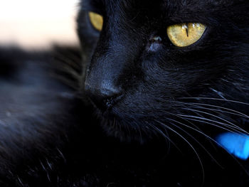 Close-up of black cat looking away