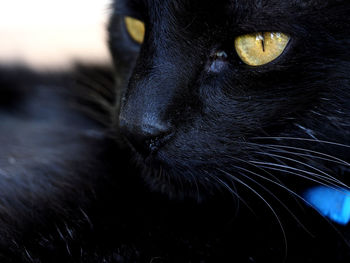 Close-up of black cat