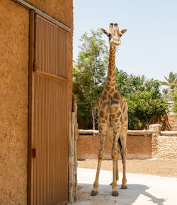 Side view of a giraffe against clear sky