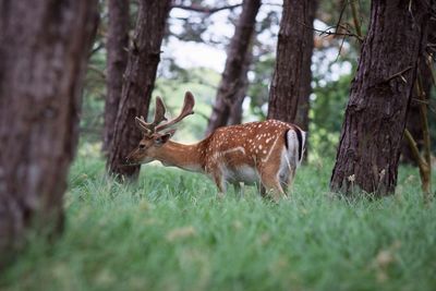 Deer in forest