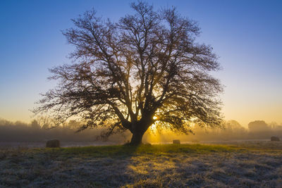 Silhouette tree on field against sky during sunset