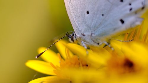 Close-up of insect on yellow flower