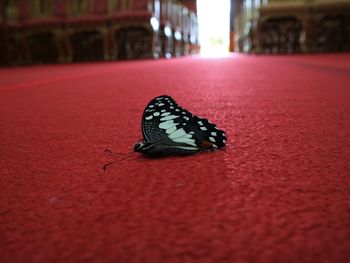 Close-up of butterfly on red surface