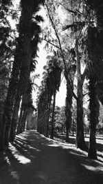 Empty road along trees in forest