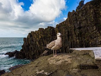 Seagull on rock by sea against sky