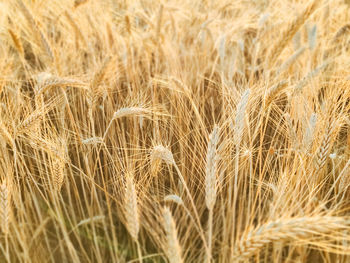 Full frame shot of wheat field