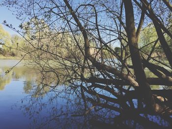 Reflection of tree in lake against sky