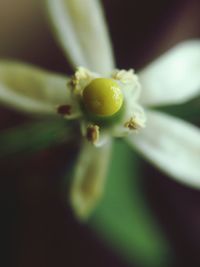 Close-up of water drops on flower