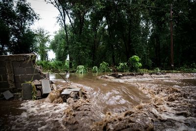 River flowing through forest