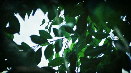 Close-up of leaves