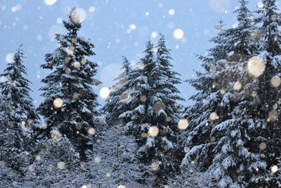 Pine trees on snow covered landscape