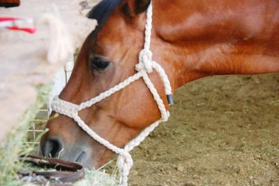 Close-up of horse