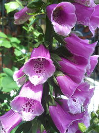 Close-up of pink rose flowers