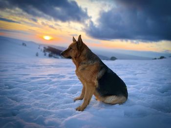 German shepherd dog sitting in the snow at sunset with grey storm clouds in the sky