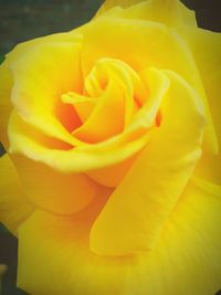 Close-up of yellow rose