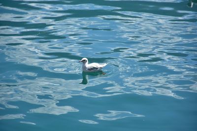 Close-up of swan swimming in lake