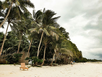 Palm trees on beach against sky