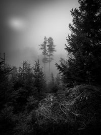 Pine trees in forest against sky