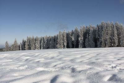 Trees on snow covered field against sky