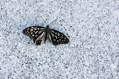 Close-up of butterfly perching on leaf