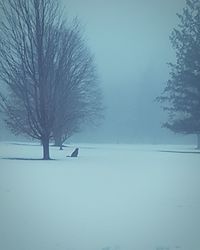 Bare trees on landscape