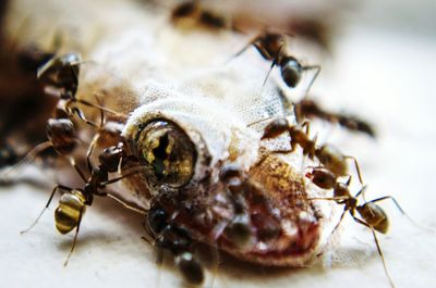 Close-up of insect