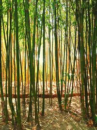 View of bamboo trees in forest